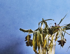 Verwelkte Blumen in einer Vase