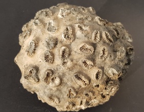Barismilia gigantea, Fossil