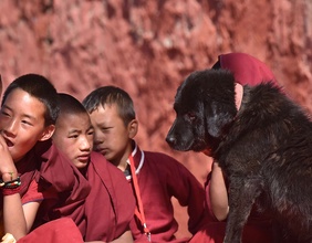 Junge Buddhisten mit Hundewelpen