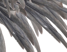 Vogelfedern