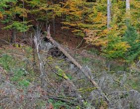 Von Borkenkäfer befallene Bäume, Wald