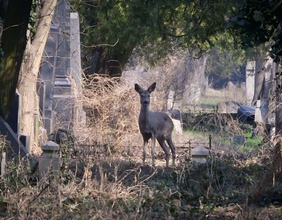 Hirschkuh auf einem Friedhof