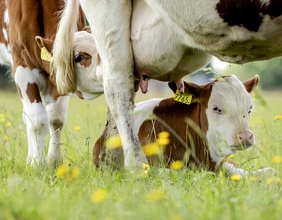 Kalb säugt bei Mutterkuh