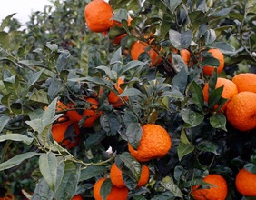 Mandarine, eine der drei Urmütter der Zitrusfrüchte. 