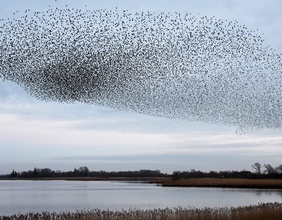 Vogelschwarm über der Nordsee.