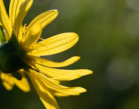 Gelbe Blume im Sommer
