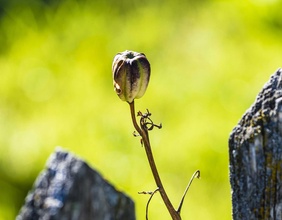 Abgetrocknete Blume neben Holzzaun