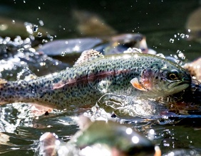 Forellen im Wasser, Forellenzucht in Österreich