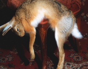Wildhase, Sujet von "Wunschlos unglücklich" von Toxisches Pommes