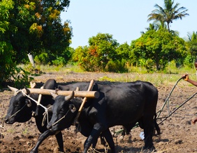 Bauern in Mosambik