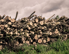 Holzstämme, Ausschnitt Buchumschlag