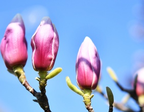 Blühende Magnolienbäume