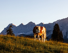 Kuh auf einer Alm, dahinter Dachsteingebirge