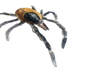 Illustration einer Zecke