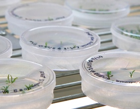 Petrischalen mit Zitrussetzlingen, die im Bereich der Genetikforschung eingesetzt wurden