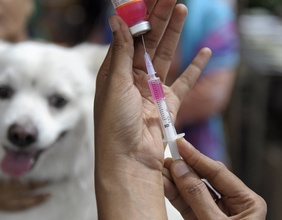 Ein Hund bekommt eine Impfung.