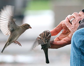 Mann auf einer Parkbank füttert Vögel