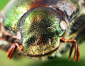 APA/DPA/ULI DECK Ein Japankäfer