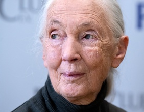 Jane Goodall