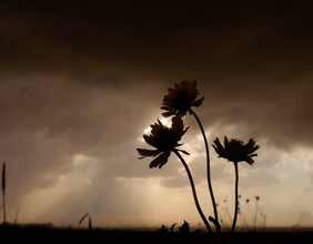 Aufkommendes Unwetter mit den Umrissen einer Blume im Gegenlicht