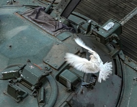 Weiße Taube fliegt über einen Panzer