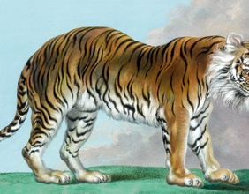Bengalischer Tiger aus der Menagerie in Schönbrunn, Matthias Schmutzer, Aquarell, um 1799