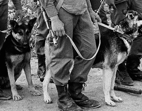Schäferhunde werden von Soldaten an der Leine gehalten.