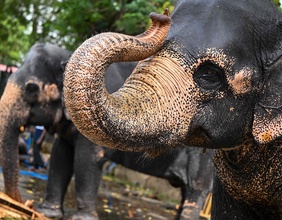 Elefanten in Sri Lanka bei einem buddhistischen Festival