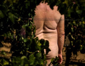 Ein nackter Mann steht zwischen Weintraubenreeben.