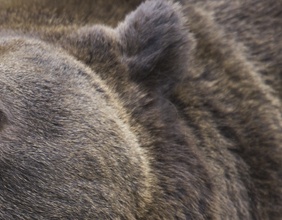 Braunbär