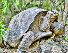 Schildkröte auf Galapagos