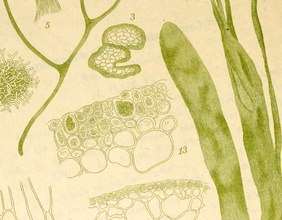 Coilodesme cystoseirae, Beschreibungsblatt