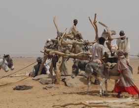Menschen transportieren Holz auf Eseln im Sudan.