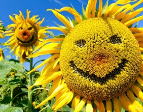 Eine lachende Sonnenblume