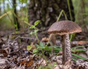 Ein Pilz im Wald