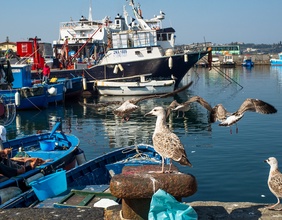 Fischer am Hafen, Neapel