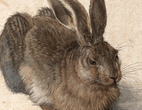 Dürers Feldhase (Ausschnitt)
