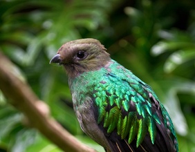 Weiblicher Quetzal