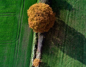 Luftaufnahme: grüne Felder mit zwei Bäumen und deren Schatten