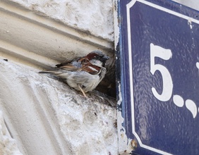 Haussperling