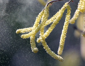 Pollen der Hasel