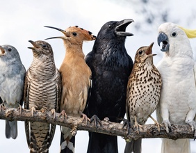 Sechs Vögel auf einem Ast