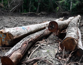 Zedern- und Mahagonistämme liegen auf einem Waldboden