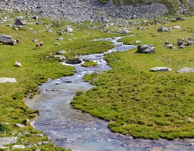  Aufstieg zur Düsseldorfer Hütte über Alm mit Gebirgsbach, Kühe weiden, nahe Bergdorf Sulden, Solda, Ortsteil der Gemeinde Stilfs