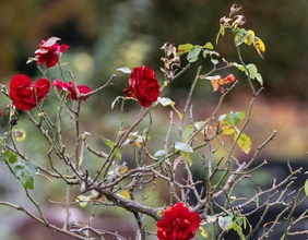 Rosenstrauch auf einem Friedhof