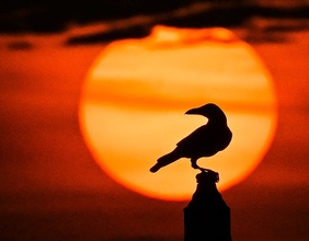 Krähe im Sonnenuntergang