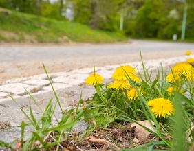 Blumen am Strassenrand