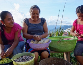 Unser Saatgut: Maisernte in den Sierra Norte Mountains nördlich von Oaxaca. Diese Maissorten sind vom Verschwinden bedroht.