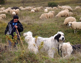 Schafhirte mit Hund und Herde