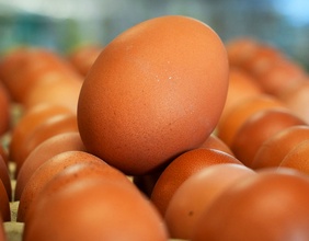 Eier